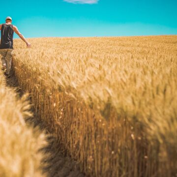 man, wheat crops, barley