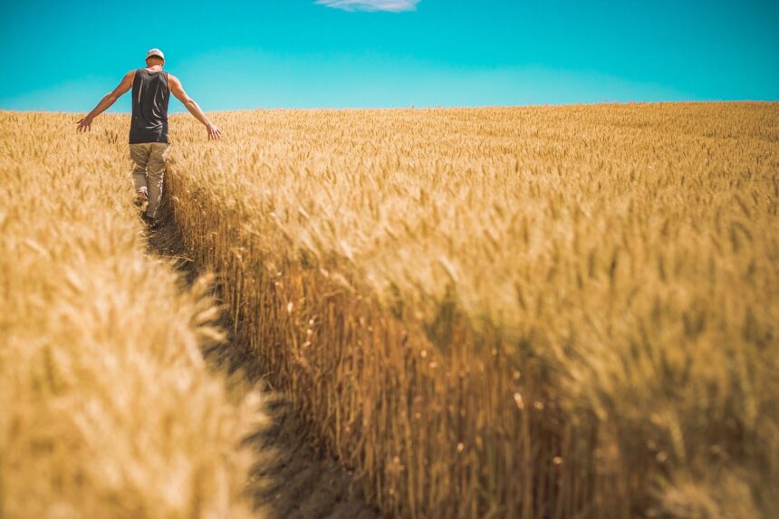 man, wheat crops, barley