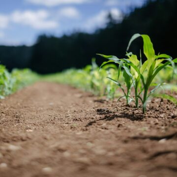 green plant on brown soil during daytime