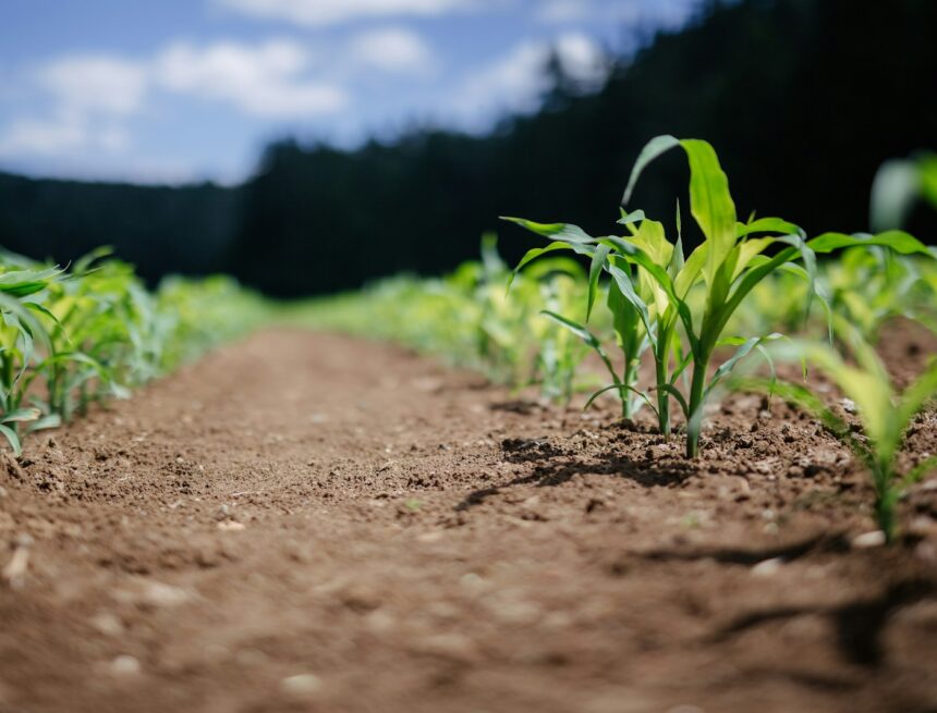 green plant on brown soil during daytime