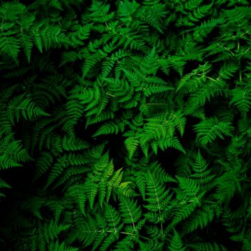 photo of green fern plant