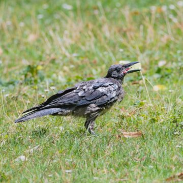 a black bird standing on top of a lush green field