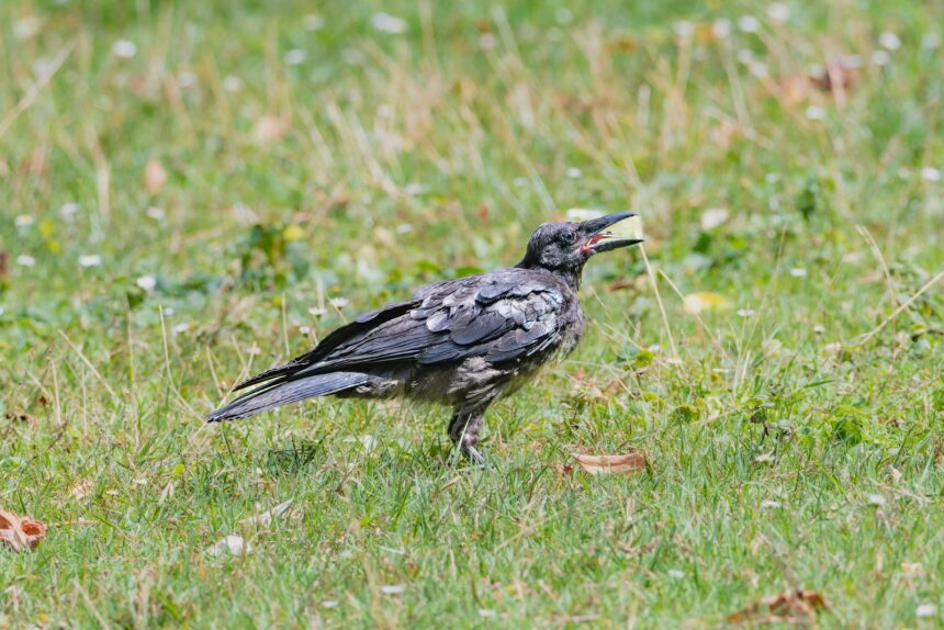 a black bird standing on top of a lush green field