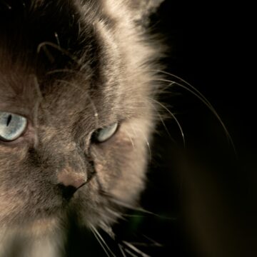 a close up of a cat with blue eyes