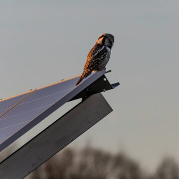 Photo by Erik Karits a bird sitting on top of a solar panel
